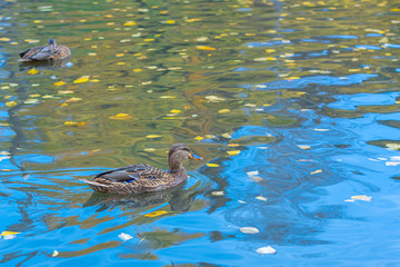 Female wood ducks, swimming in a pond. Autumn pond in the park with yellow