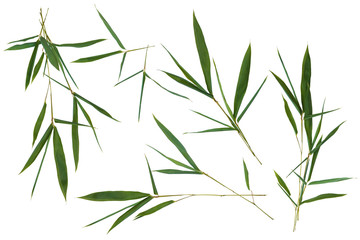 Bright fresh green bamboo leaves set on white background