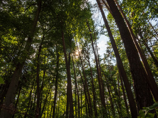 Bavarian Forest walk through in green summer impressions