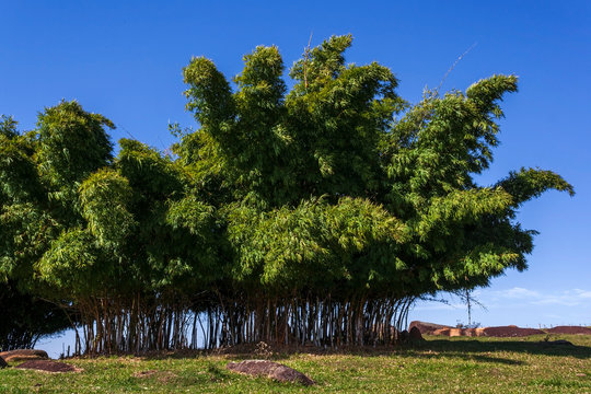 Bambu IMG_9728