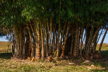 Bambu IMG_9731