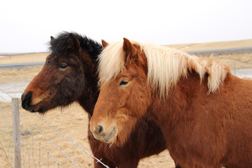 Two Islandic horses 