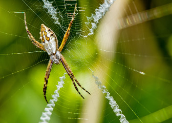 Silver spider on the web close up -  Argiope argentata in the web macro photo
