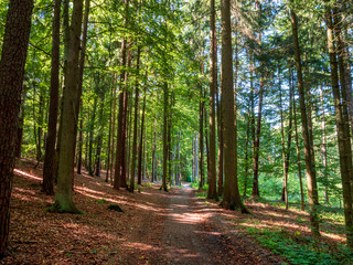 Bavarian Forest walk through in green summer impressions