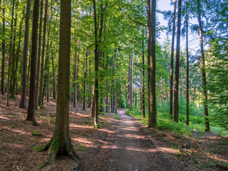 Bavarian Forest walk through in green summer impressions