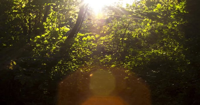 Timelapse video documenting the sun and light movement behind the tree  branches in autumn during the sunset throwing decorative lens flare into the image, 4k, 4096p, 25fps