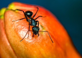 Black ant over pomegranate flower
