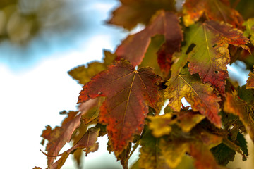 maple leaves in autumn