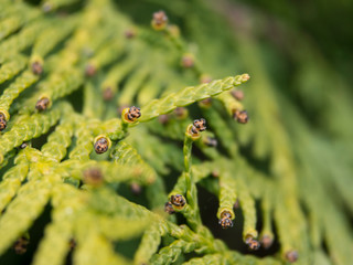 Thuja leaves close up view