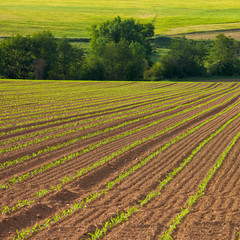 Fototapeta na wymiar Plantation de maïs dans un champ en France