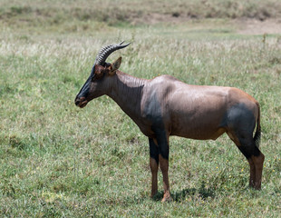 Topi Antelope