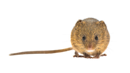 Frontal harvest mouse isolated on white background