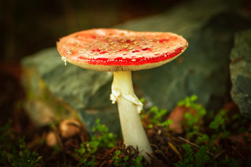 Fliegenpilz ((Amanita muscaria) - Giftpilz, Landschaft - Landscape