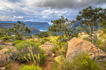 Naklejka premium Natural vegetation Blyde river canyon