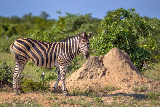 Zabra near Termite mound