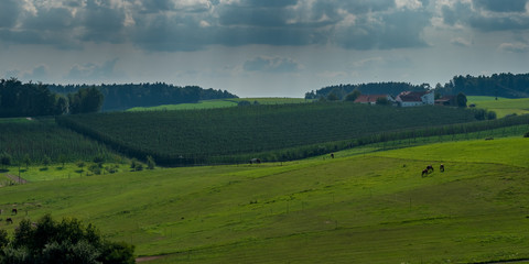 Bavarian Pfaffenhofen City Hops landscape before harvesting