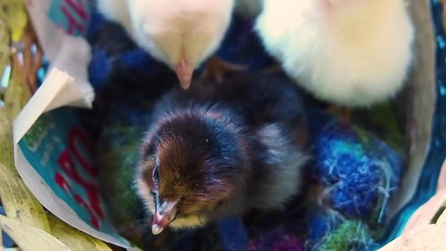 Newborn chickens in the basket.