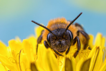bee on a yellow flower