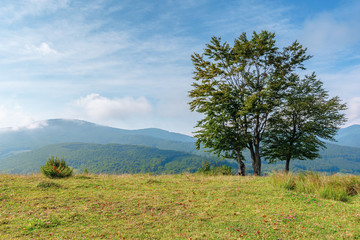 trees on the grassy meadow in mountains. beautiful sunny morning with cloudy sky. some fallen foliage on the groundearly autumn in green and blue