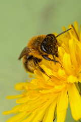Bee on a Dandelion Flower
