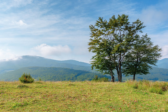 trees on the grassy meadow in mountains. beautiful sunny morning with cloudy sky. some fallen foliage on the groundearly autumn in green and blue