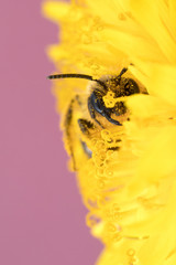 Bee resting in a flower