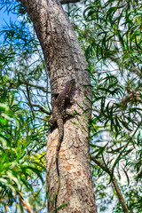 Portrait of a giant lizard climbing on the tree