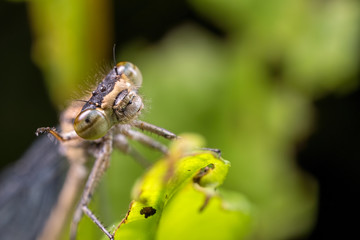 Common Blue Damselfly