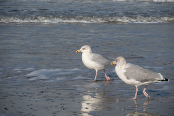 Seagull in the air and in the water and on the beach.
