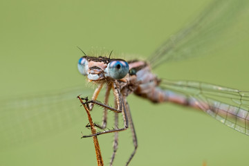 Damselfly with Wings