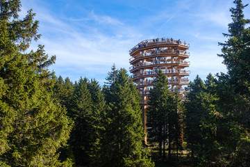 Forest canopy tower and walkway, footpath above treetops