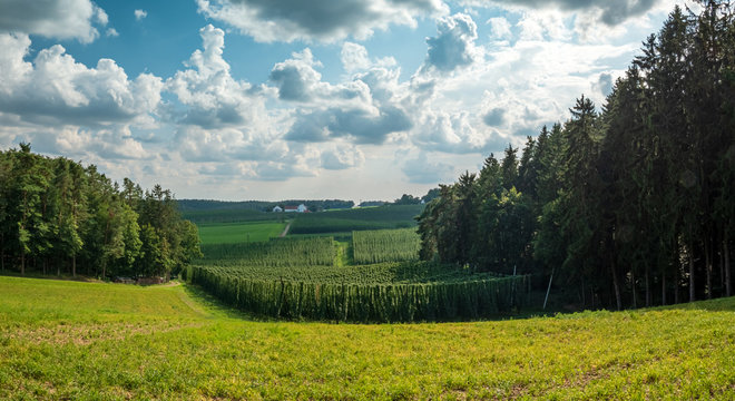 Bavarian Pfaffenhofen City Hops landscape before harvesting