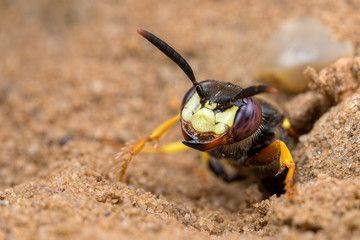 Bee Wolf Emerging from Burrow