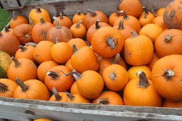 pumpkins for sale at farmers market