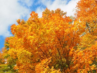 Fototapeta premium Colorful Fall Trees in Michigan