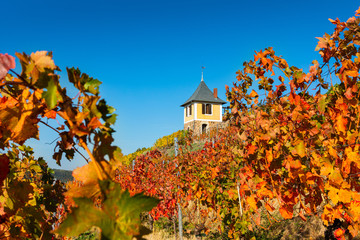 Weinberg im sonnigen Herbst mit bunt gefärbten Blättern und einem Weinbergshaus © Daniel Bahrmann