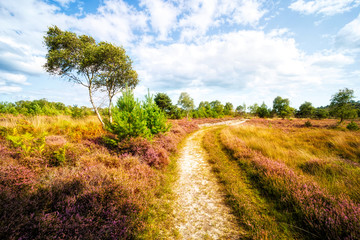 Path across the heath