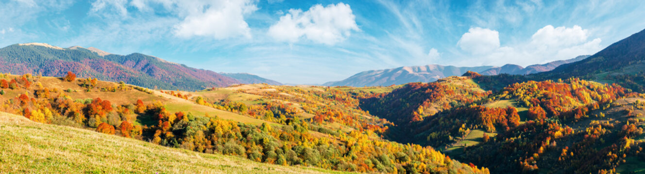 mountain countryside on a sunny autumn evening. gorgeous afternoon weather with fluffy clouds on the sky. panorama with forested hills rolling in to the distant ridge. trees in fall foliage.