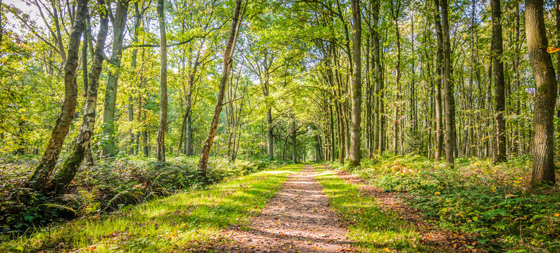 Natural landscape of belgian forest with deciduous trees and a hiking trail on a beautiful day in the beginning of the autumn.