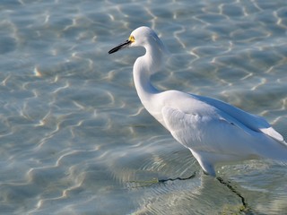 Snowy Egret Swimming in Gulf