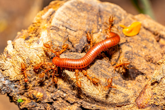 Ants insect bitting and carrying millipede on dry leaf tree to food on blurred background, show teamwork and power of team