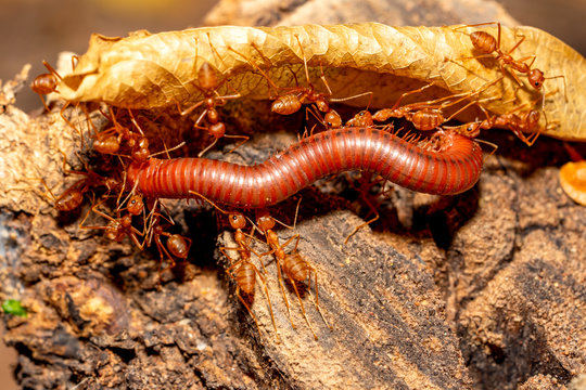 Ants insect bitting and carrying millipede on dry leaf tree to food on blurred background, show teamwork and power of team