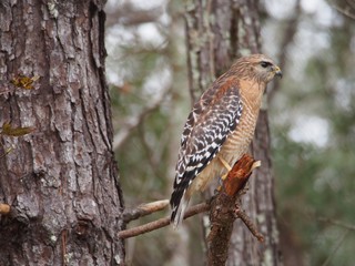 Red Shouldered Hawk Sitting on Tree Limb