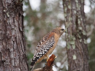 Red Shouldered Hawk Sitting on Tree Limb