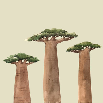 Watercolor vector baobab adansonia african tree illustrations