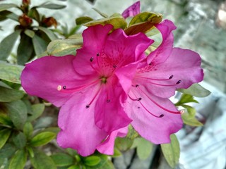 pink flower in the garden