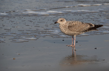 Seagull in the air and in the water and on the beach.