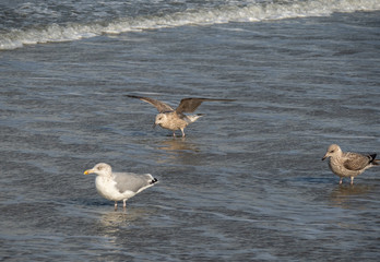 Seagull in the air and in the water and on the beach.