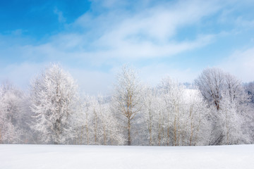 row of tees in hoarfrost on a snowy meadow.  fantastic winter scenery on a misty morning weather with blue sky and clouds. minimalism concept in fairy tale landscape