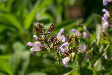 Honey bee collecting nectar from a sage flower